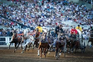 3 Calgary Stampede